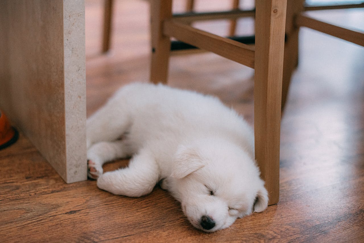 Cute white Samoyed puppy peacefully sleeping under a wooden chair indoors.